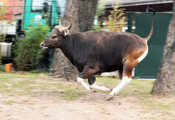 &nbsp; / Бантенг
представитель рода настоящих быков (Bos), обитающий в Юго-Восточной Азии. Подвид, обитающий на острове Бали, был одомашнен человеком