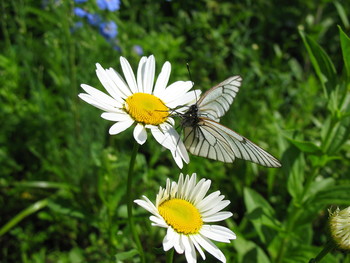 Ромашки с бабочкой / на летней полянке.
