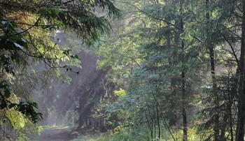 Уходит прочь туман / Утро в лесу