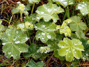 После дождя / Капли дождя на листве.