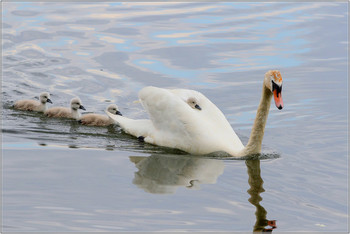 Лебеди / Лебединое семейство