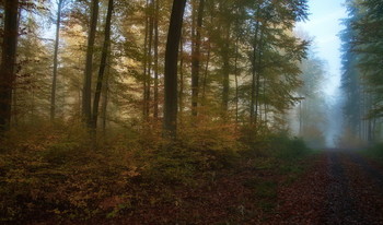 Синий туман / Осенний лес . Пейзаж Зарисовка .
