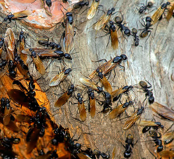 Видимо невидимо / Происходит это весной или летом, во время начала у муравьев брачного периода. До момента спаривания эти насекомые живут в своих родных муравейниках, наравне с простыми рабочими, которые крыльев не имеют от рождения. После оплодотворения самки откусывают себе крылья.