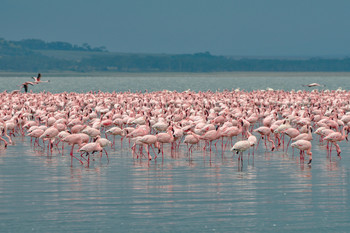Видимо невидимо / Озеро Накуру. Кения