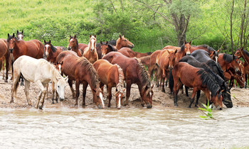 Видимо невидимо / Как-то гуляя у речки встретили табун лошадей