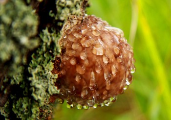 Видимо невидимо / Явление природы.Древесный гриб в капельках. Дождя не было.