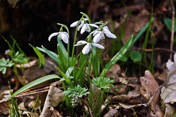 подснежники / Март.Расцвели подснежники.