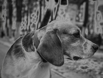 Собака – это единственное существо на земле, которое любит тебя больше, чем себя! / какой грутсный взгляд