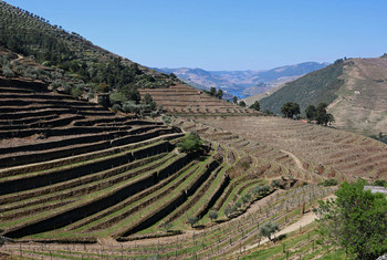 Виноградники долины Дору / Долина реки Дору, где выращивают виноград для знаменитых португальских портвейнов.