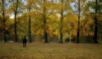 Осенние кони / Осенний пейзаж .