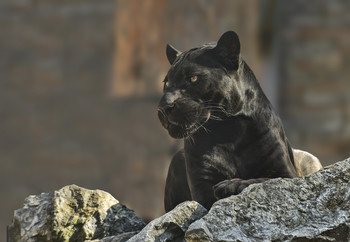 Ягуар / Чёрный ягуар, он же пантера