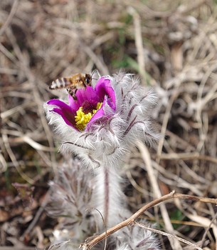 весенний полет / Пчела в полете над цветком сон-травы.