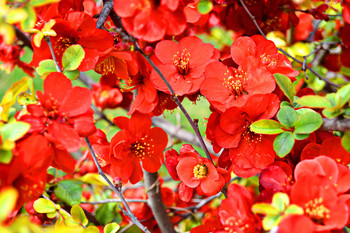 Весна-красна / японская айва