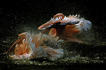 &nbsp; / ФЕЕРИЯ