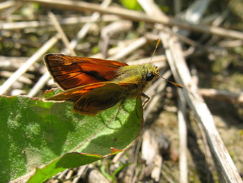 Бабочка толстоголовка на отдыхе / в пойме речки Ельцовка, Новосибирск.