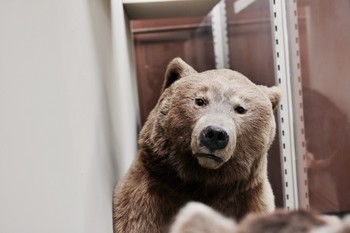 Одинокий Миша / Зоологический музей Московского университета. Одинокий медведь