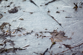 Весенний лёд / Листья под весенним льдом как письма из прошлого о будущем тепле, о новой листве .