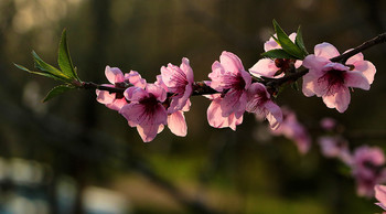 На закате / персиковая ветка