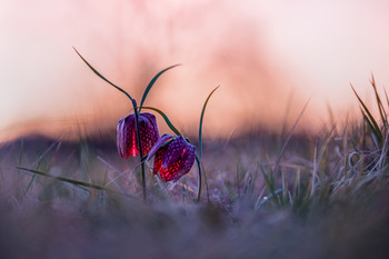 &nbsp; / Schachbrettblume im letzten Abendlicht