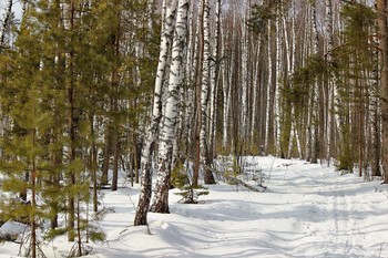 Один день в лесу... / Это моё Подмосковье в середине марта. И в лесу много снега, даже лыжня ещё видна.