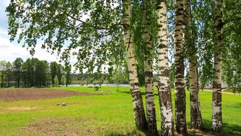 Люблю берёзку русскую... / Ты обними берёзку и прижмись к стволу,
 закрой глаза ,а душу ты открой добру-
 почувствуешь всю мощь и силу,
 что годы долгие нам древо накопило!