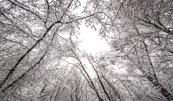Деревья. / Зима, парк.