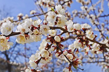 Всем весны! / Цветущее дерево