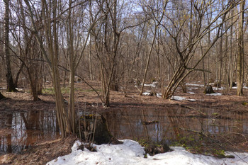 Последний снег / Оттепель