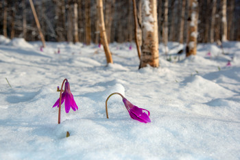 Весна / весна