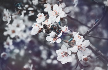 Призраки весны / Про таинство апрельского цветенья. 
Апрель 2019 год.