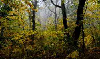 В чаще леса бездорожной.......... / Железноводск. Октябрь