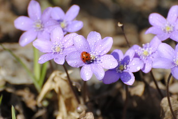 &nbsp; / Весенние первенцы