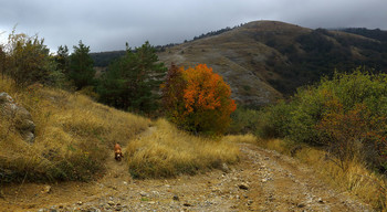 Осень на склонах Демерджи / Крым. Северный Демерджи