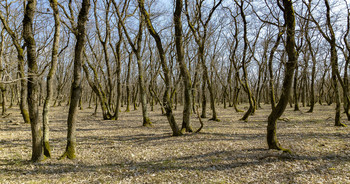 Весенний лес / Дубовый лес, Кубань