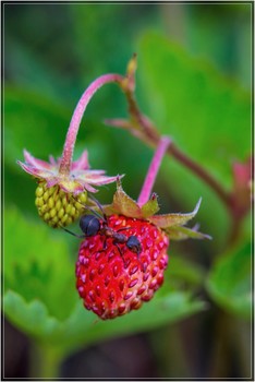 Сладка ягода / Сладкая ягода земляника