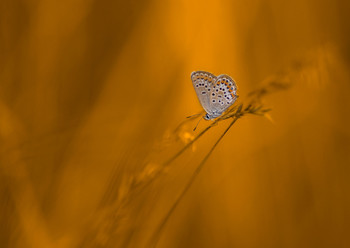 Голубянка / поле,закат,бабочка