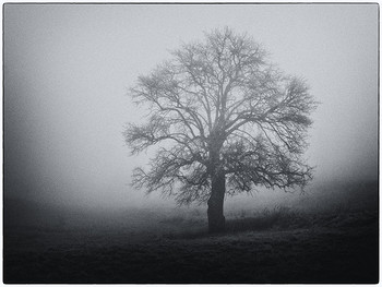 &nbsp; / дерево в тумане