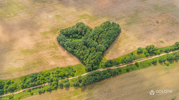 Пост любви / Лес красивой формы прямо около Гродно.