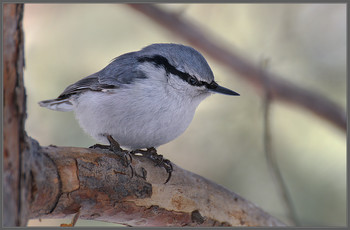 Чертовски верткий парень / Поползень