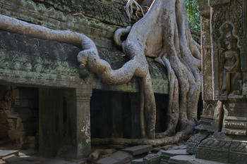 По стопам Лары Крофт... / Храм Та Прохм, археологический парк Ангкор (Angkor Archaeological Park)