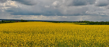 &nbsp; / Цветущее поле