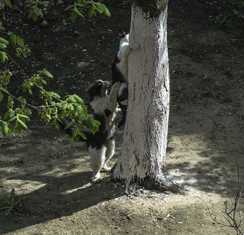 "Подсажу..." / Галантный кавалер....