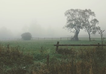На фоне предрассветного тумана / Из прогулок по Закарпатью