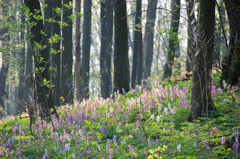 Весна в широколиственном лесу / Подолье, Украина. Фотоотчет о трехдневном солопоходе можно почитать здесь http://xt.ht/xtreport/0--o-vershinam--edoboriv