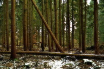 В феврале / Зимний лесной пейзаж .