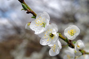цветет алыча / Цветет алыча...