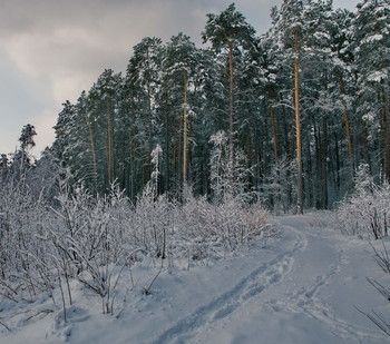 На лесной опушке. / Томская область.