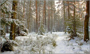 Зимний лес / Зимний лес в городской черте г.Новополоцка