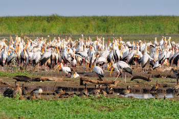 Пеликаны / Национальный парк Амбосели, Кения