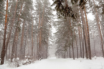 &nbsp; / Дорога в зимнем лесу...